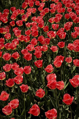 Tulip flowers growing in farmland field. Flower farm landscape. Dutch floral farming in the Netherlands. 
