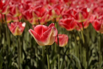 Close up of tulip flowers. Flower field rows farm land landscape. Dutch floral farming in the Netherlands. 