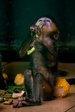 Orange coated baby silvered leaf baby monkey