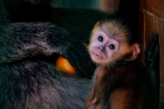 Orange coated baby silvered leaf baby monkey