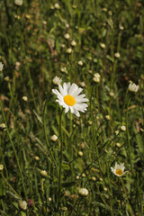 Blooming white wildflower growing in flower garden in nature