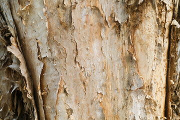 Close-up of the bark of the Melaleuca tree also know os Paperbark tree.