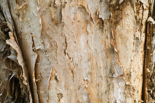 Close-up of the bark of the Melaleuca tree also know os Paperbark tree.