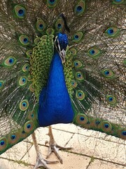 Beautiful Peacock with its amazing feathers