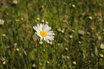 White wildflower field bloom yellow stems and stamens, green leaves, nature landscape. Natural floral flowers explore hike hiking travel outdoors.