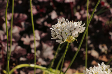 Petite cute white flowers with shallow depth of field. Nature photography with selective focus.