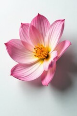 Fototapeta premium Delicate flower petals unfold on a white surface, isolated object, , botanicals