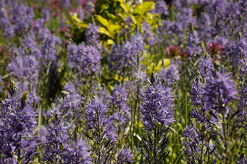 Purple flower bushes. Selective focus wildflowers in garden. Flowers floral gardening.