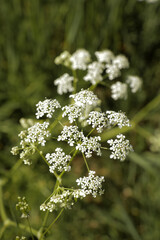 White wildflower blooming in field. Flower garden nature landscape.