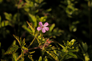 Pink flower in garden. Small tiny lilac flowers in grass field nature landscape.