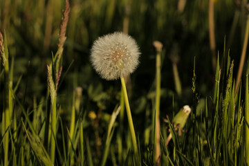 Dandelion growing in a grass field. Plant nature plants explore landscape hike hiking vacation.