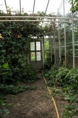 Overgrown green house entrance. Plants growing on abandoned building with green vines covering glass panels and floor.