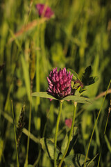 Flower blooming. Red cover in wildflower garden. Aesthetic pink flower in local nature field....