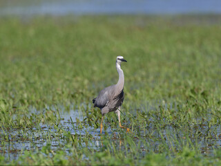 Obraz premium White Faced Heron or White Fronted Heron (Egretta novaehollandiae) foraging for food on a flooded pasture after heavy rain.