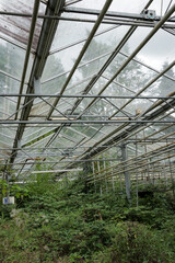Old abandoned overgrown green house building with growing green vines covering glass panels and walls