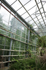 Overgrown abandoned green house with growing green vines covering glass panels and walls