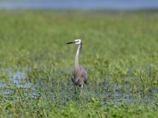 Fototapeta premium White Faced Heron or White Fronted Heron (Egretta novaehollandiae) foraging for food on a flooded pasture after heavy rain.