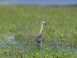 Fototapeta premium White Faced Heron or White Fronted Heron (Egretta novaehollandiae) foraging for food on a flooded pasture after heavy rain.