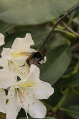 Honey bee on flower collecting nectar to create fresh local honey. Flowers, floral background. Vertical portrait photo.