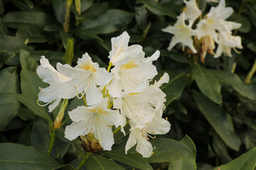 White flower English Roseum on bush tree. Colorful bush with leaves and floral flowers in summer.