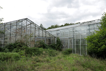 Exterior of overgrown abandoned green house with growing green vines covering glass panels and walls