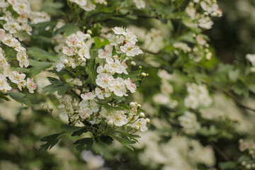 White flower plants nature landscape. Cute crown floral wild flowers.