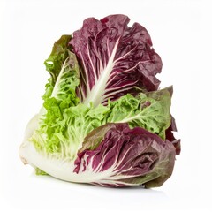 Escaroles on Isolated White Background &ndash; Crisp Leafy Greens with Mild Bitter Flavor and Studio Lighting