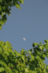 Moon blue sky with tree leaves. Black and white crescent half moon photography.