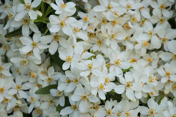 Horizontal photo of white flower blossom nature landscape. Small floral flowers explore hike travel...