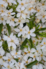 Cute white floral wild flowers.