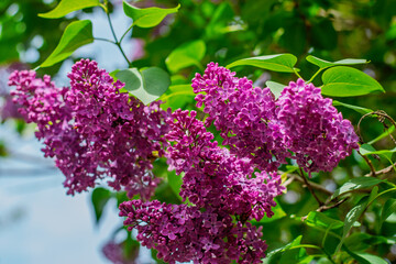 Obraz premium Closeup of lilac flower clusters in full bloom with green leaves