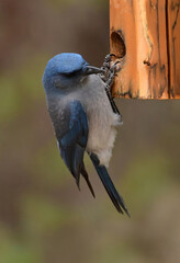 close up of a pretty blue male mexican jay perched on a wooden log in the woodlands of madera canyon in foothills of the santa rita mountains  southeast of tucson, arizona