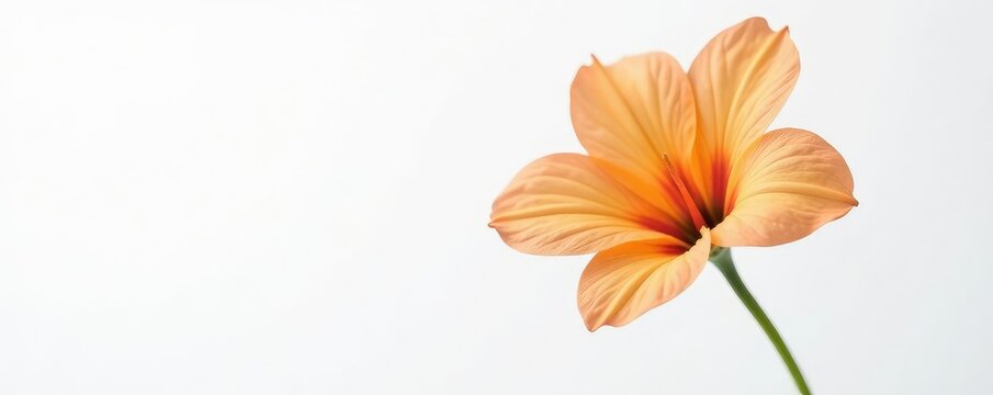 Isolated flower against a plain white background, empty space, solo flower