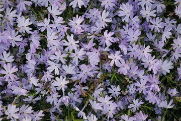 Small lilac flower blossom nature landscape. Purple floral garden decor. Explore hike hiking travel outdoors.