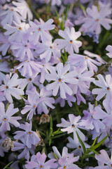 Flowers. Small purple flower blossom. Vertical photo of lilac floral in nature landscape. Explore hike hiking travel outdoors.