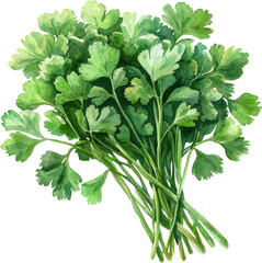 coriander