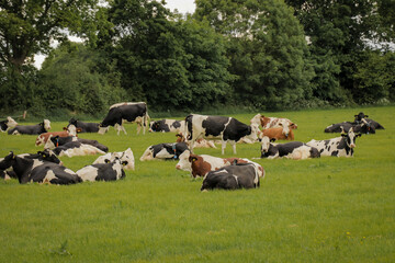 Cows cattle in grass field farmland relaxing Dutch countryside landscape Netherlands