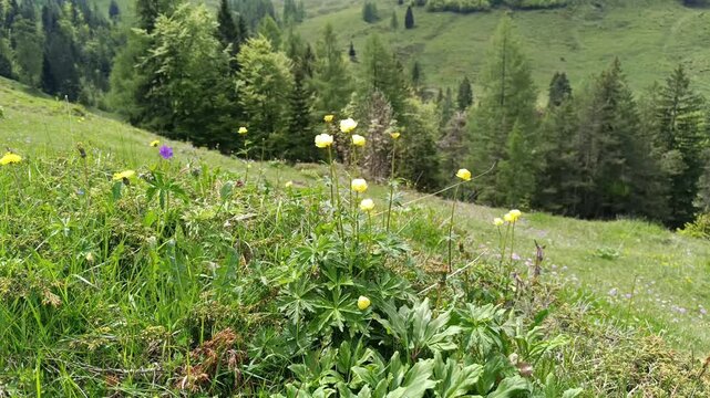 Natural beauty of Steinberg in Tyrol with vibrant wildflowers on a sunny day
