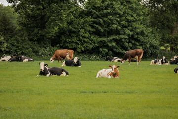 Cows in grass field farmland relaxing eating grass food. Cattle grazing in Dutch countryside nature landscape.
