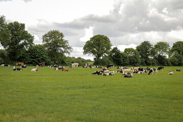 Cattle in field. Cows relaxing, eating grass food Dutch countryside landscape