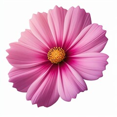 Continuous Line Art Drawing of Wildflowers and Plants