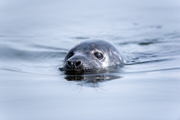 The grey seal (Halichoerus grypus) swimming in the Baltic Sea