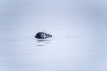 Fototapeta premium The grey seal (Halichoerus grypus) swimming in the Baltic Sea