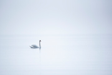 The mute swan (Cygnus olor) on a foggy sea