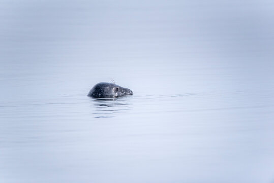The grey seal (Halichoerus grypus) swimming in the Baltic Sea