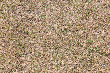 A grass field with withered grass on a sunny day. Close-up
