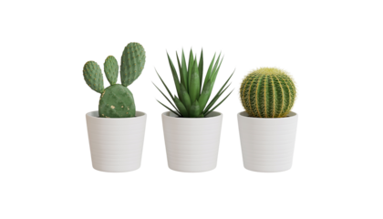 Three Succulents in White Pots on Transparent Background