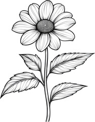 daisy flower illustration sketch drawing 