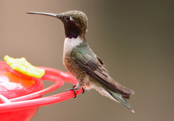 close up of a  colorful male  black-chinned hummingbird perched on a red feeder in the woodlands of madera canyon in foothills of the santa rita mountains southeast of tucson, arizona