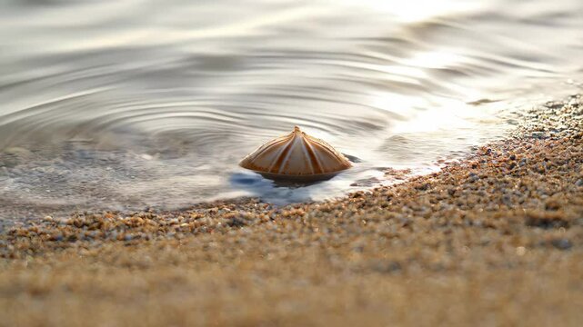Smooth clam shell sitting on sand at waters edge with ripples around it in warm light on a beach during daytime